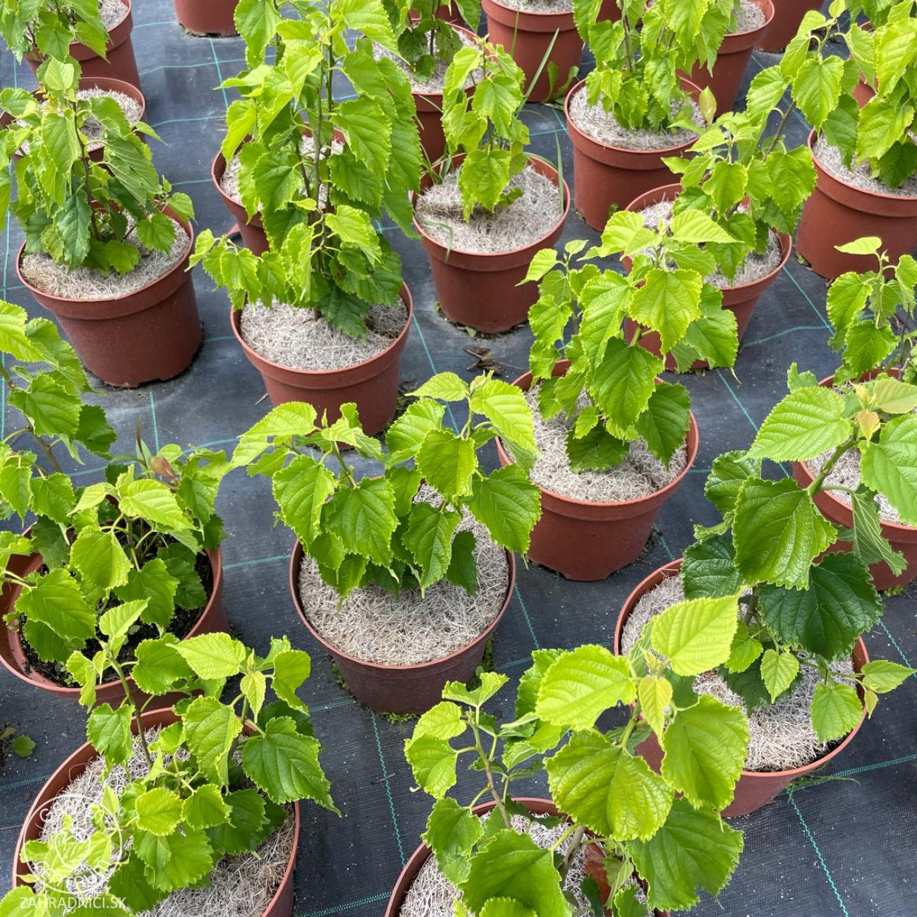 Obrázok Moruša čierna (Morus nigra) ‘GERARDI DWARF’ - výška 20-30 cm, kont. C2L